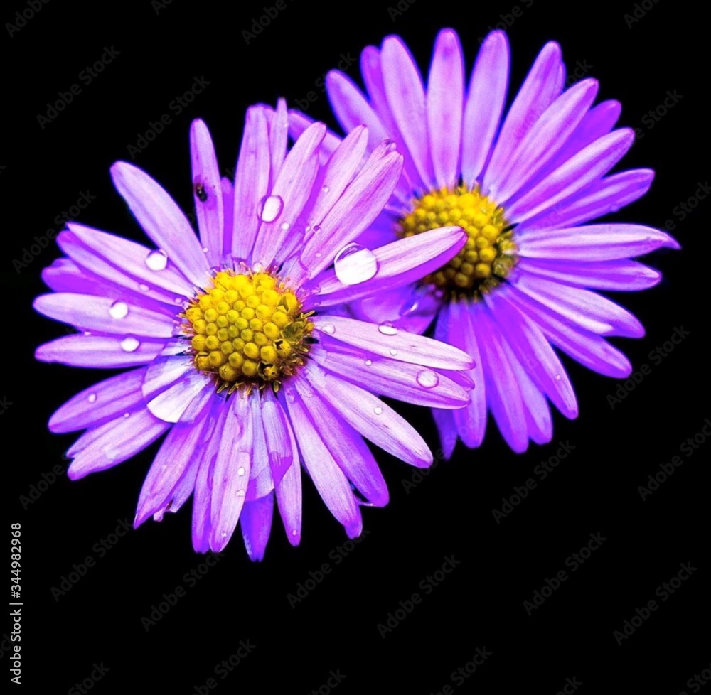 Lila Blumen mit tau tropfen Lila Blumen mit tau tropfen