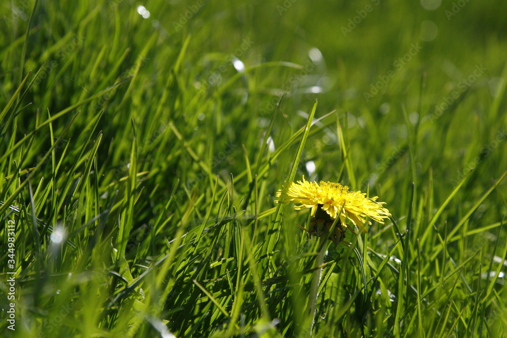 Naklejka premium trawa