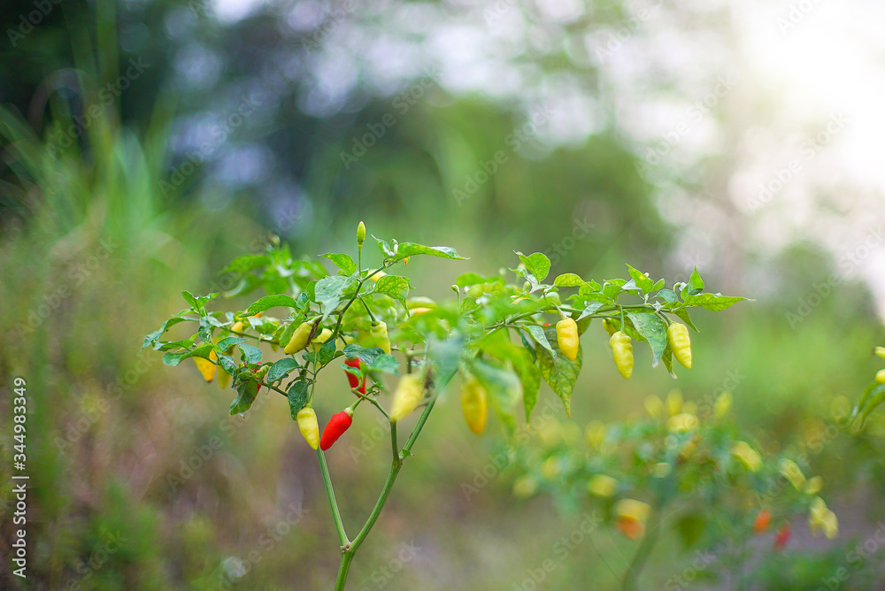 Cayenne pepper in plant with beautiful dept of field view Cayenne pepper in plant with beautiful dept of field view