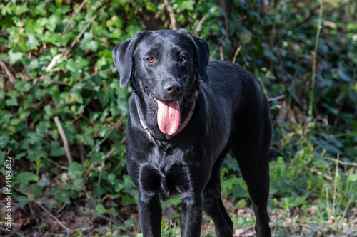 Portrait of a cute black Labrador puppy photo