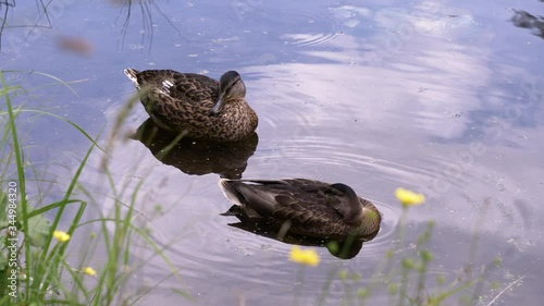 Two wild ducks are resting in the pond.