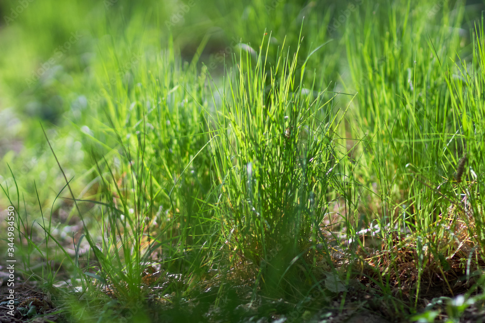 Growing grass in a forest Park