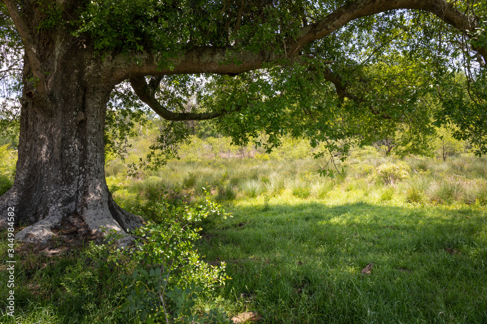Huge old tree with abundant shade in lush grass, sunny meadow beyond, horizontal aspect Huge old tree with abundant shade in lush grass, sunny meadow beyond, horizontal aspect