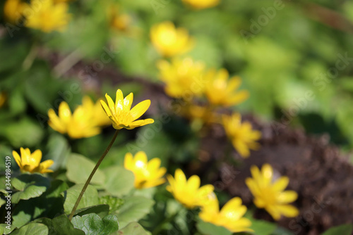Yellow buttercup blooming in a forest. Spring wild flowers with leaves close up