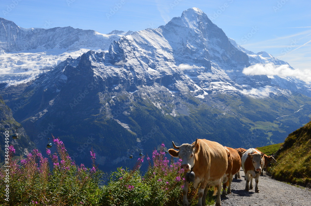 Fototapeta premium Grindelwald cows