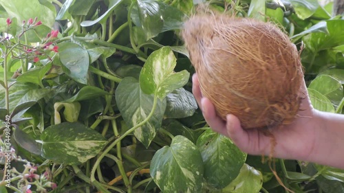 Dry coconut with shell in hand over the green plant