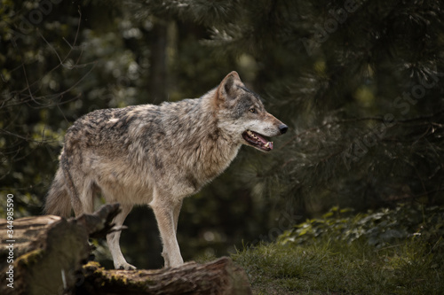 Grauwolf / Europäischer Wolf  in schöner Natur Canis lupus HQ 300DPI © Jasmin Walter