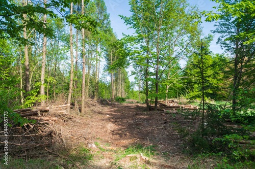 Photos Forest area cleared after bark beetle infestation and drought