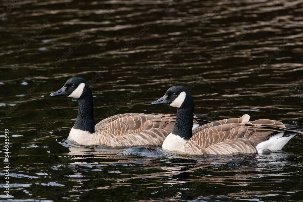 Canada Geese Swimming in Pond Canada Geese Swimming in Pond