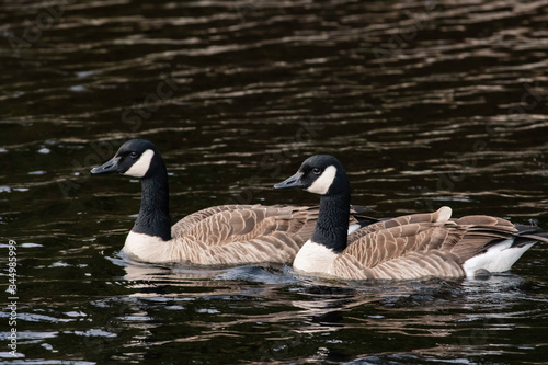 Canada Geese Swimming in Pond