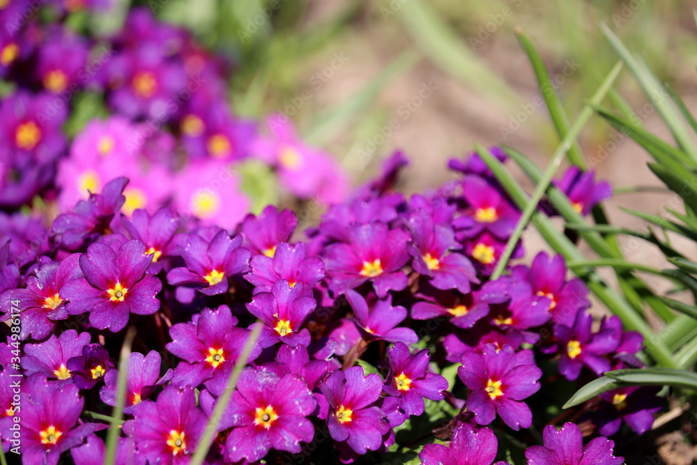 Purple primrose blooming on a flowerbed, selective focus. Spring flowers with green grass in sunny day Purple primrose blooming on a flowerbed, selective focus. Spring flowers with green grass in sunny day