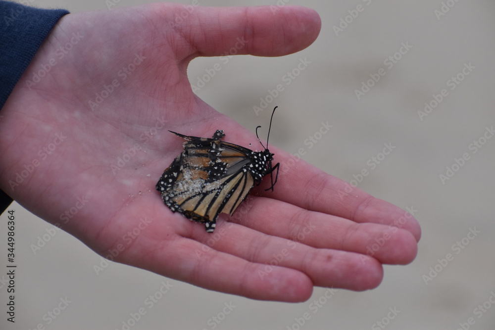 Obraz premium butterfly on hand