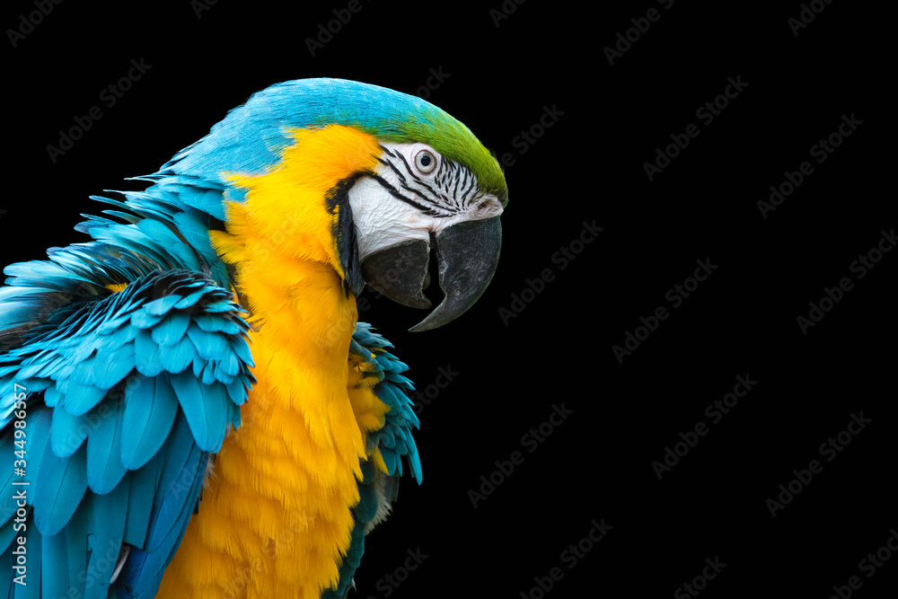 Blue-and-yellow macaw isolated on black (Ara ararauna)