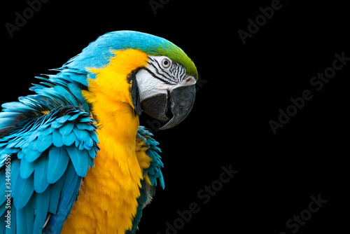 Blue-and-yellow macaw isolated on black (Ara ararauna)