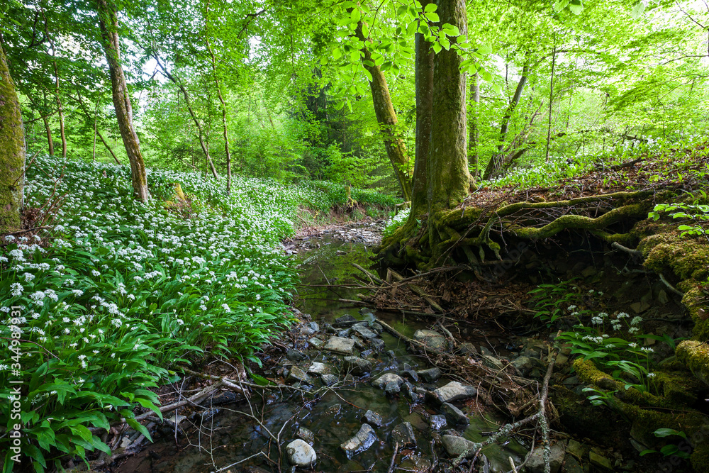 Fototapeta premium Blühender Bärlauch im Frühlingswald am Bach | Allium ursinum | flowering wild garlic / ramsons in spring forest next to creek | Standort: Baden-Württemberg, Deutschland | Loc: Germany