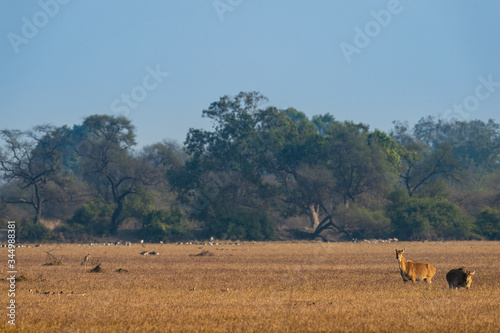 nilgai or blue bull or Boselaphus tragocamelus Largest Asian antelope in landscape scenery background in wetland of keoladeo national park or bharatpur bird sanctuary, rajasthan, india