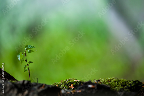 Little tree plant growing at damp green forest mossy rock. Nature ecology concept fresh background