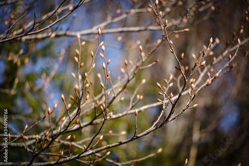 Leaf buds on tree branch in spring