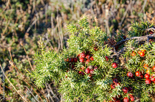 Taxus brevifolia, western yew, Pacific yew in the mountains on a sunny day.