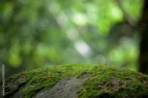 Moss covered rock at dense green mossy forest fresh nature woodland background