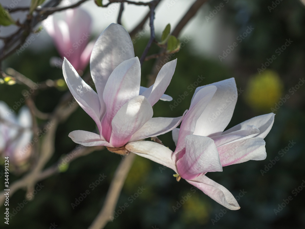 Fototapeta premium Pink magnolia flower