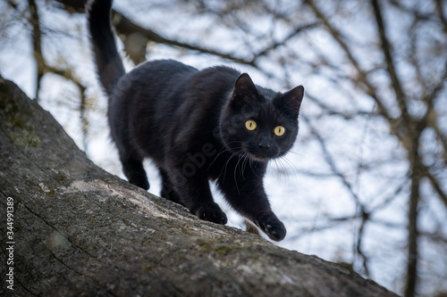 Black cat with yellow eyes in the woods