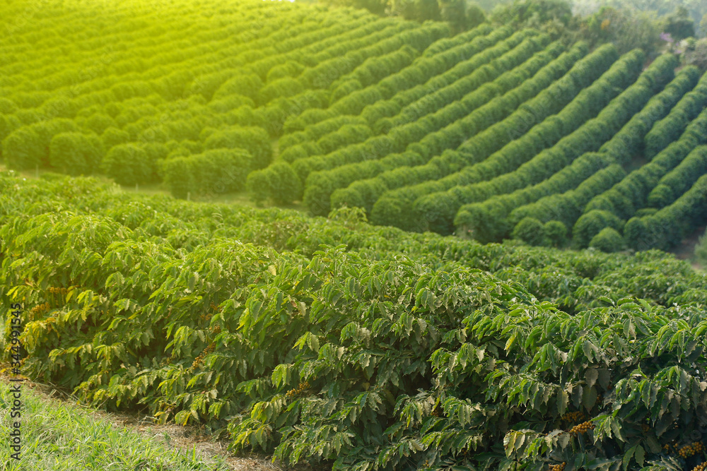 Farm coffee plantation in Brazil