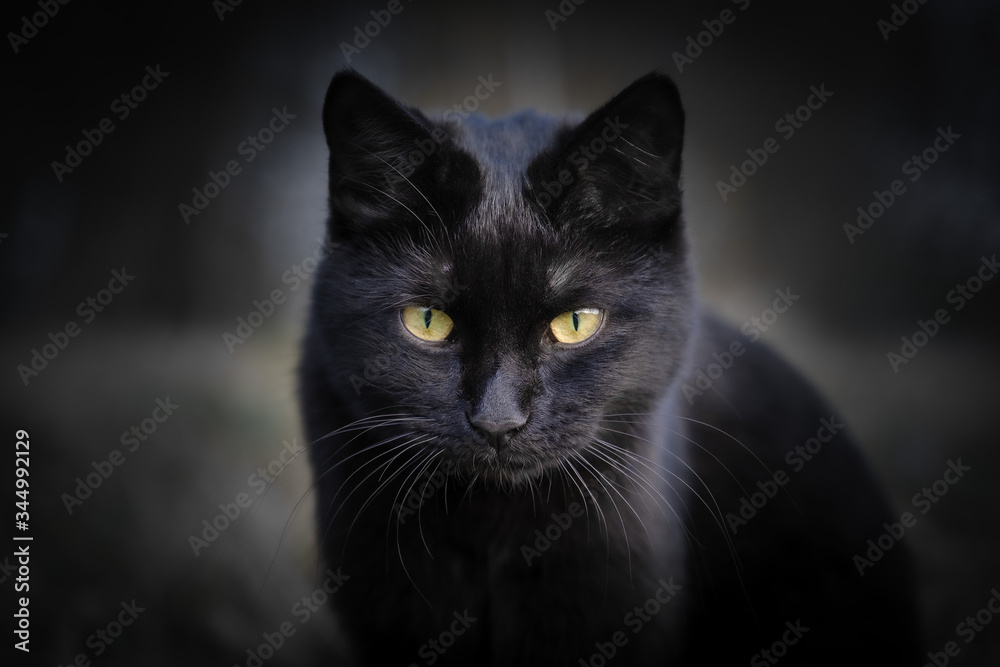 Black cat with yellow eyes portrait