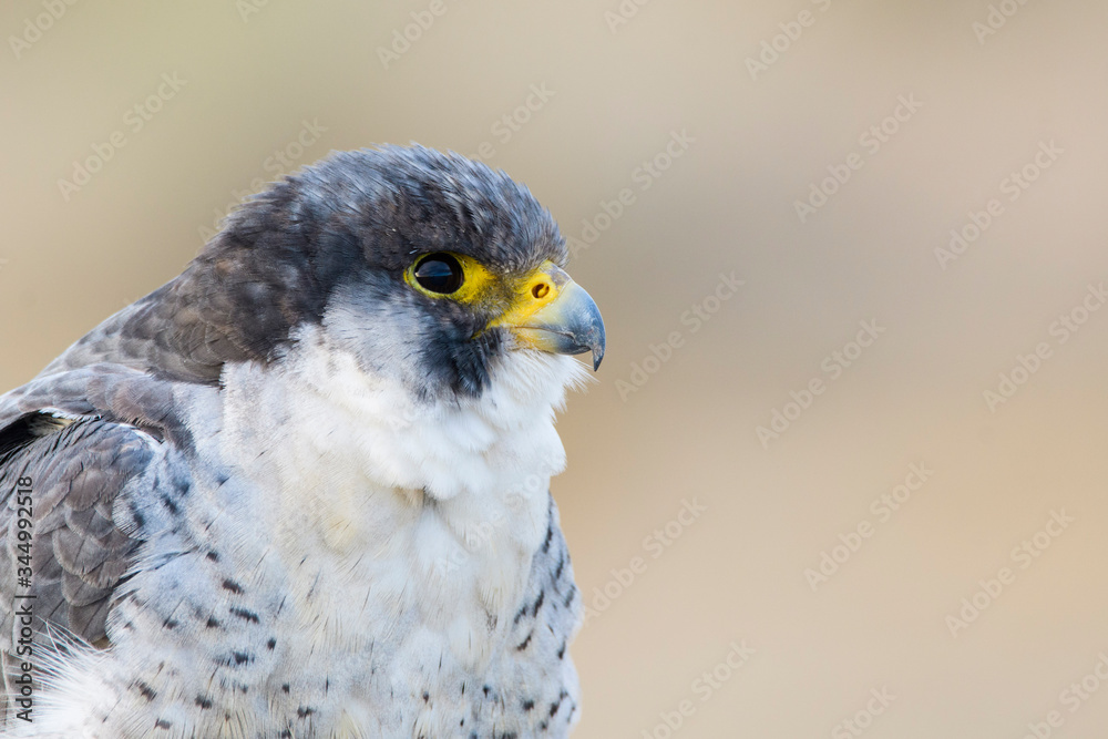 A northern peregrine falcon (Falco peregrinus calidus) close up portrait, in Catalonia, in the Ebro Delta Natural Park. A northern peregrine falcon (Falco peregrinus calidus) close up portrait, in Catalonia, in the Ebro Delta Natural Park.