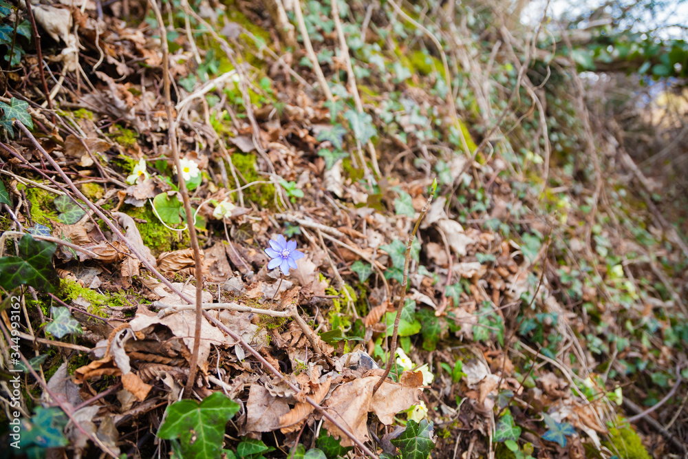 Purple flower growing in woodland, Anemone hepatica Purple flower growing in woodland, Anemone hepatica