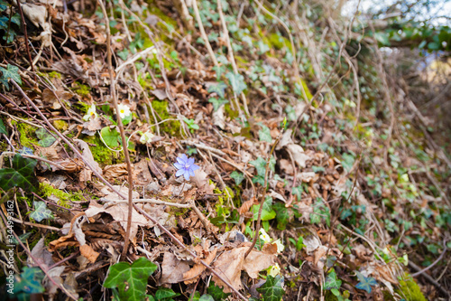Purple flower growing in woodland, Anemone hepatica