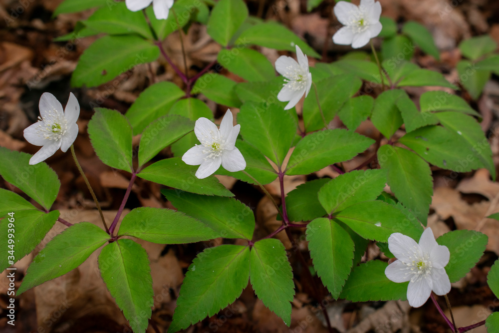 White flowers in the forest (Anemone Trifolia) White flowers in the forest (Anemone Trifolia)