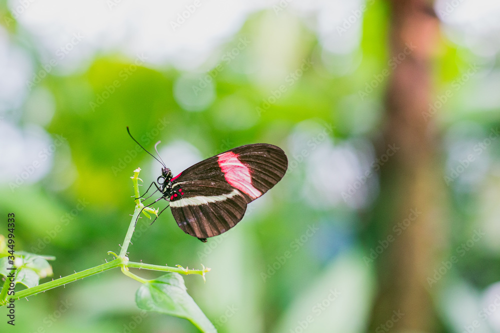 Fototapeta premium butterfly on a flower