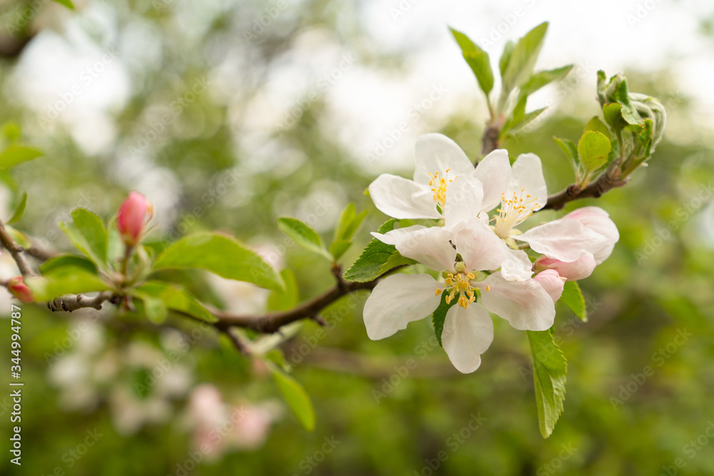 Fototapeta premium A blooming fruit tree in spring and blurred background