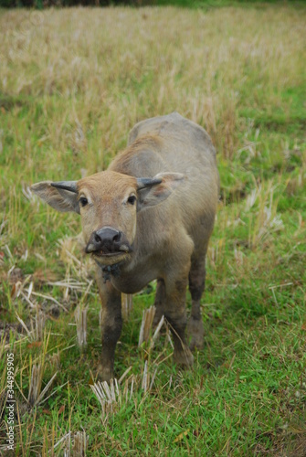 tiller buffalo foraging in the fields