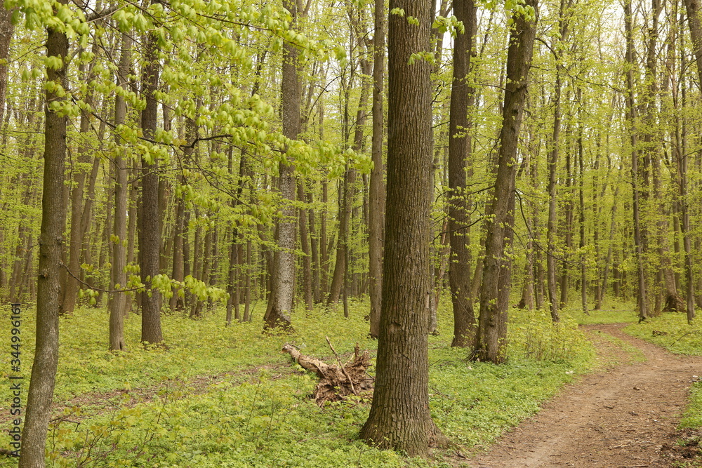 Obraz premium The landscape of green trees in the forest