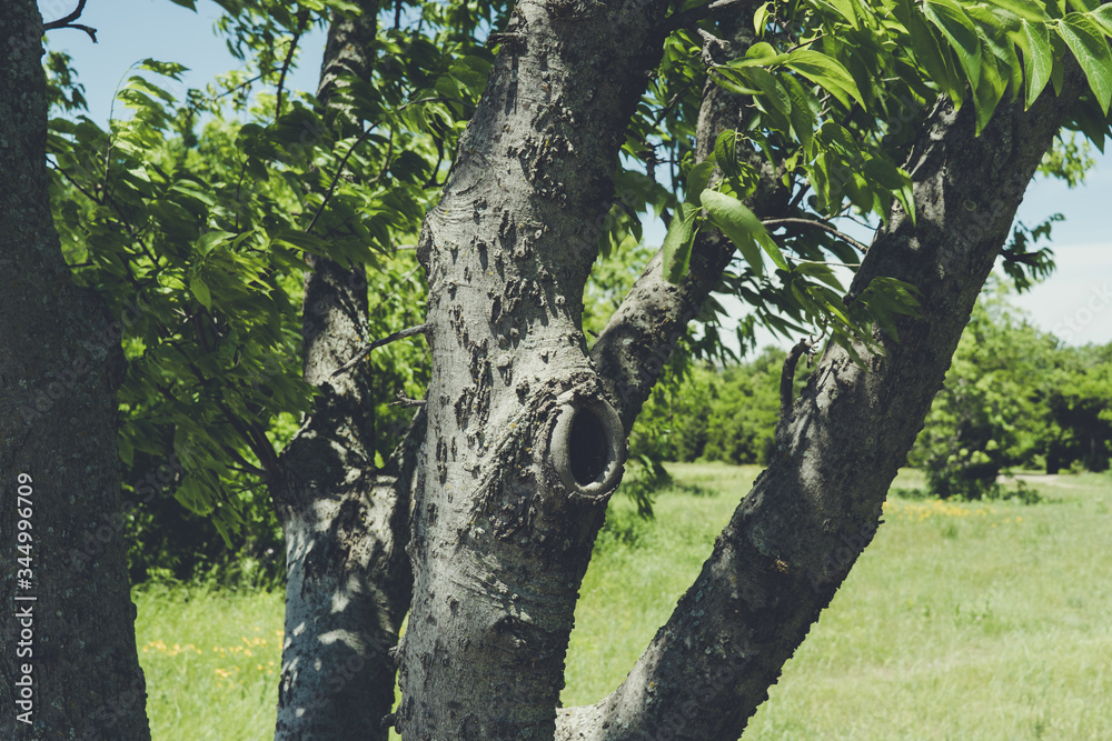 Fototapeta premium Tree trunks in the sun in Texas City Natural Park on a sunny spring day.