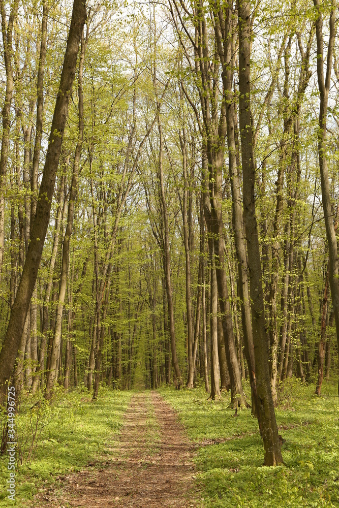 Naklejka premium forest footpath among green trees