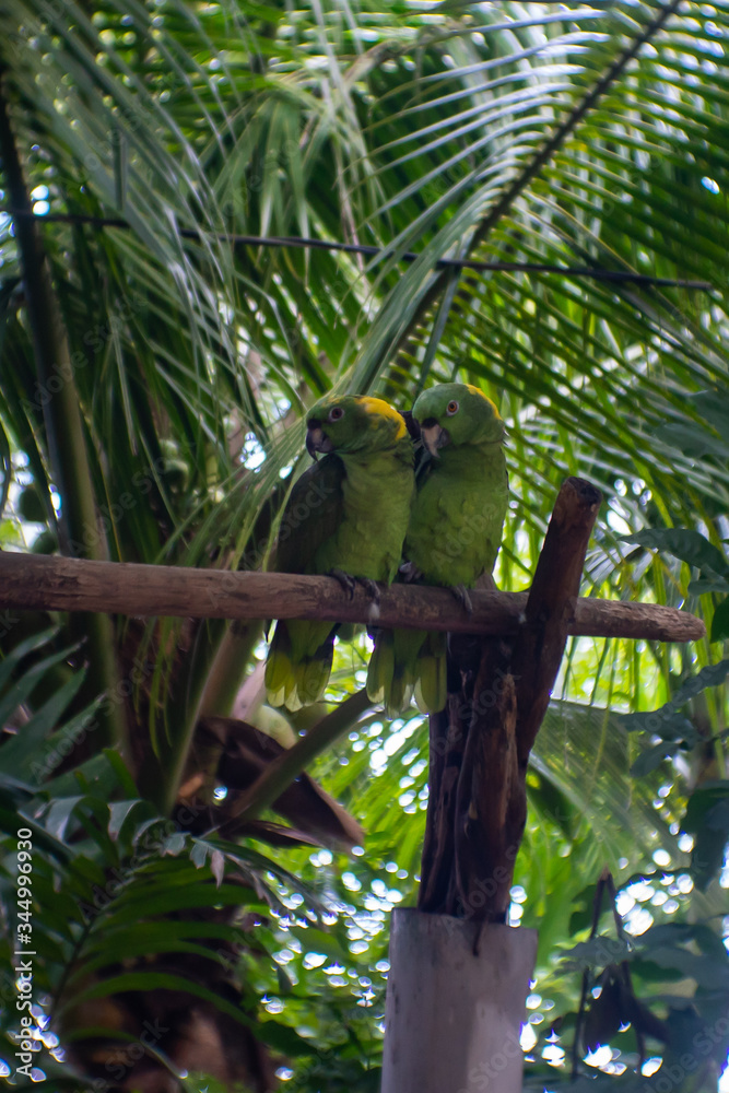 Parrot couple, looking in the same direction Parrot couple, looking in the same direction