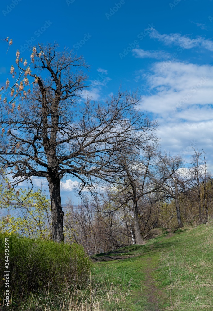 Spring. Old oaks over the river. Spring. Old oaks over the river.