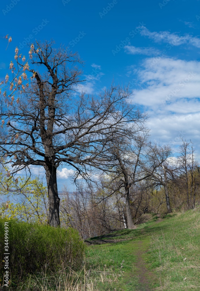 Spring. Old oaks over the river.