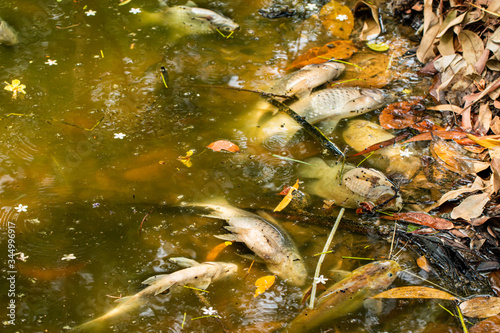 Photography Dead fish floated in the dark water, water pollution.