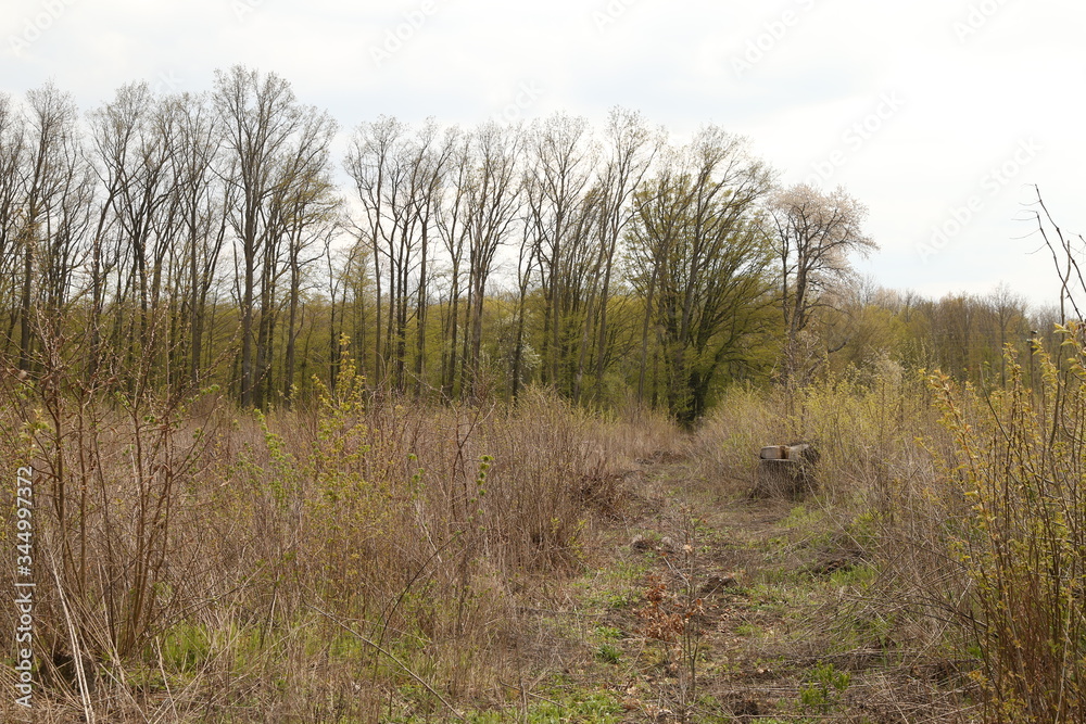 The landscape of green trees in the forest The landscape of green trees in the forest