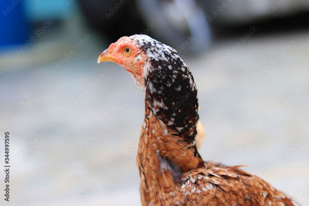 Close up head and neck of a hen, Chicken Head Close-Up