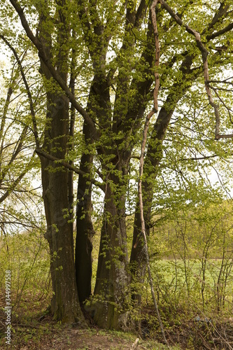 Fototapeta Naklejka Na Ścianę i Meble -  The landscape of green trees in the forest