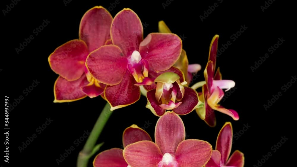 Blooming Red Orchid Phalaenopsis Flower on Black Background. Time Lapse. Negative Space. 4K.
