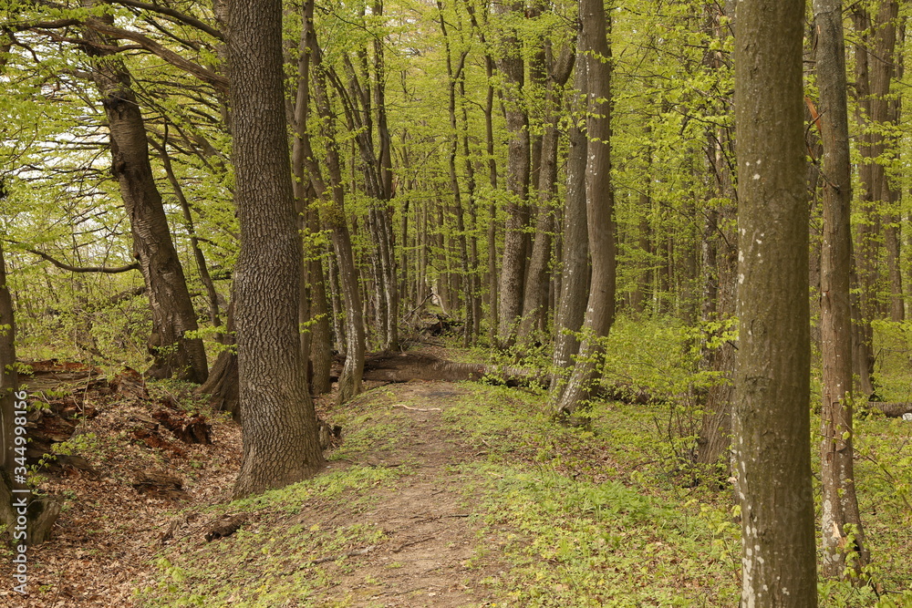 Obraz premium forest footpath among green trees