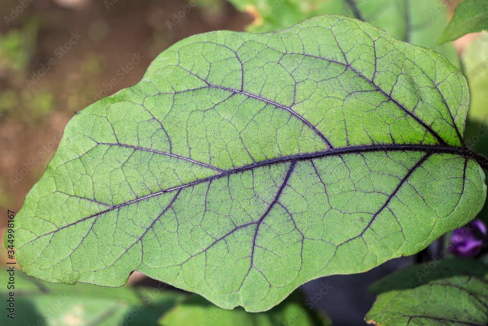 Obraz premium 茄子の葉