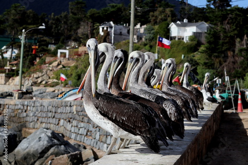 Pelícanos de Zapallar, Chile. photo