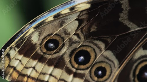 Macro pan across details of blue morpho butterfly wing